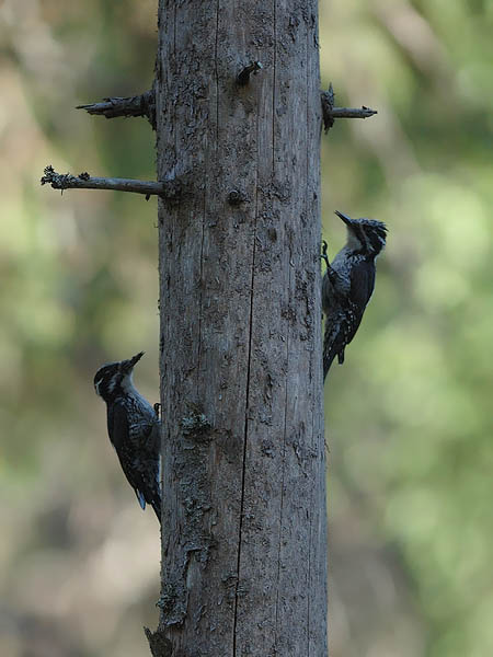 Pohjantikka, Three-toed Woodpecker, Picoides tridactylus
